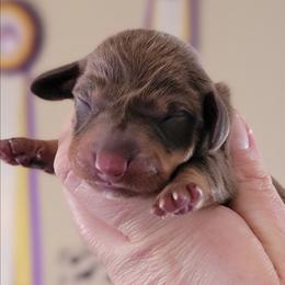 Girl 2 - Chocolate and tan female Dachshund puppy in Mountain Grove, Missouri from Blueprint K9 Dachshunds- www.BlueprintK9.com