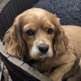 Buddy - Cocker Spaniel