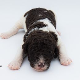 Bernedoodle, Saint Berdoodle, and Sheepadoodle Puppies from Yankee Doodle Puppies