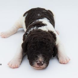 Bernedoodle, Saint Berdoodle, and Sheepadoodle Puppies from Yankee Doodle Puppies