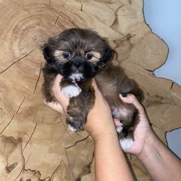 Shih Tzu Puppies from It’s a Shih Tzu world