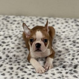 Boy 1 - Black and white male Boston Terrier puppy in Madera Acres, California from Muggin Bostons Terriers and Mini Dachshund