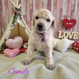 Camille - Cream female Poodle puppy in Port Orange, Florida from Daytona’s Standard Poodles