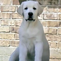 Parker - Yellow Labrador Retriever puppy in Texas from Mystic Pines Labradors