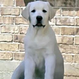 Parker - Yellow Labrador Retriever puppy in Texas from Mystic Pines Labradors