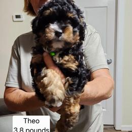 Green collar Theo - Tri-color male Bernedoodle puppy in Fairmount, Indiana from Capens' Doodles,Poodles and Poo's