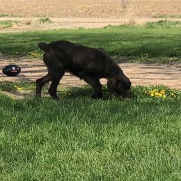 Jade - German Wirehaired Pointer