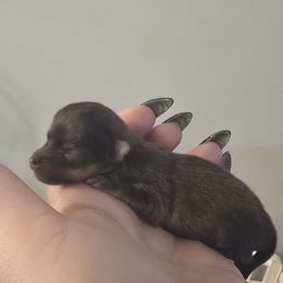 Sable boy - Blue sable male Pomeranian puppy in Bloomingdale, New Jersey from Bella Luna Pomeranians