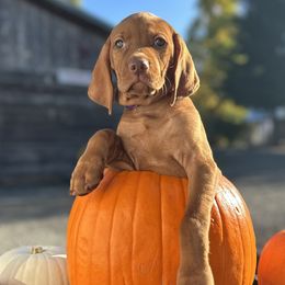 BAILIE (Purple) - Golden rust Vizsla puppy in Port Angeles, Washington from Baldy Ridge Farm