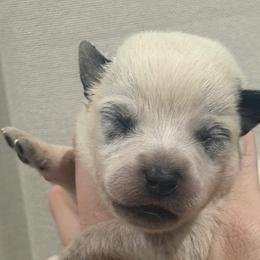 Kanga - Blue speckled female Australian Cattle Dog puppy in Rosharon, Texas from 4Surge Cattle Dogs