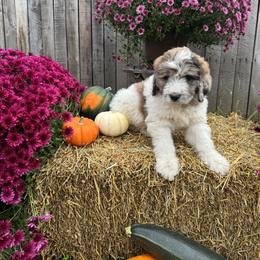 Astra - Merle female Saint Berdoodle puppy in Traverse City, Michigan from Bare Paws Saint Berdoodles