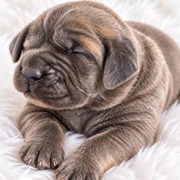Tino - Fawn male Cane Corso puppy in Trenton, Texas from Trained To Go Corso Kennels (T.T.G. Corso Kennels)
