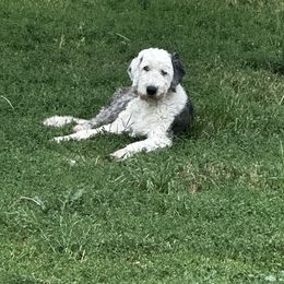 Aggie - Old English Sheepdog