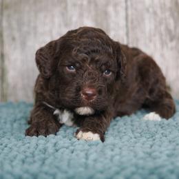 Boy 1 - male Lagotto Romagnolo puppy in Lake City, Michigan from Michigan Lagotto