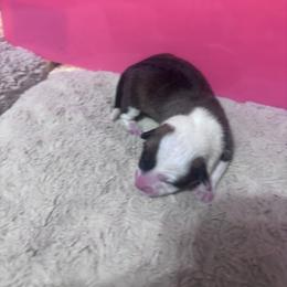 Pink Female - Sable female Pembroke Welsh Corgi puppy in Vincennes, Indiana from Box Alarm Farm