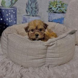 Morkie Puppies from Smart Farms