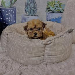 Morkie Puppies from Smart Farms