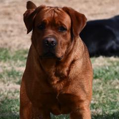 Brock - Labrador Retriever