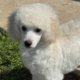 Poodles from MD's Miniature Poodles