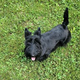 Leia - Scottish Terrier