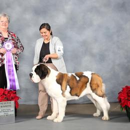 Saint Bernard All Grown Up from Southern Giants