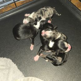 Boy 1 - Blue merle male Toy Australian Shepherd puppy in Forney, Texas from Texas Talent Toy Aussie's