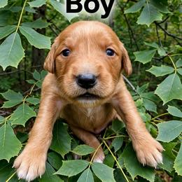 Hickory - Dark golden male Golden Retriever puppy in Wendell, Minnesota from Floden Farm Golden Retrievers