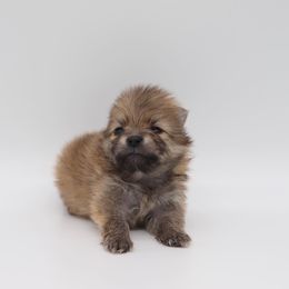 Pomeranian Puppies from Truly Pomeranian
