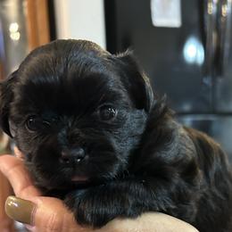 Shih Tzu Puppies from Shihtzus by Shattuck