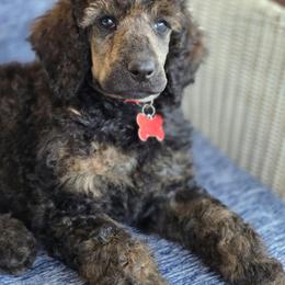 Max - Brindle male Poodle puppy in Bauxite, Arkansas from Mountain Ridge Poodles