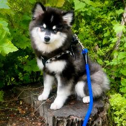 Pomsky puppies from Blue Water Pomskies