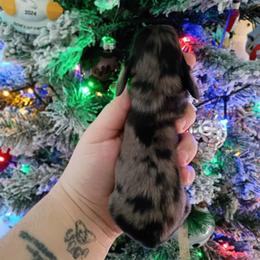 Ash - Black and tan male Dachshund puppy in Pasco, Washington from G & G Kennel