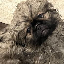 Full AKC - Calvin - Fawn sable male Pekingese puppy in Pennsylvania from Triple I Pekes