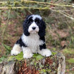 Bennett - Black and white male Cavapoo puppy in Bellingham, Washington from My Sweet Poodles and Doodles