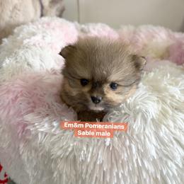 Sable teddy bear face - Orange sable male Pomeranian puppy in Kentucky from Em&M Pomeranians