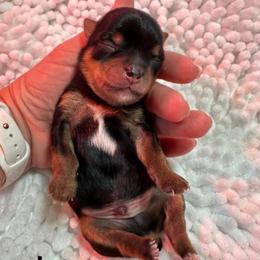 Jasper - Black and tan male Yorkshire Terrier puppy in Ashland, Kentucky from Yorkie Paw