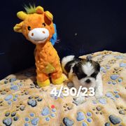 Shichon and Shih Tzu Puppies from Angie’s Teddy Bear Puppies Minnesota
