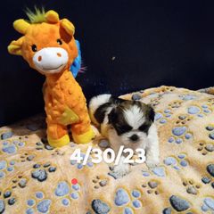 Shichon and Shih Tzu Puppies from Angie’s Teddy Bear Puppies Minnesota