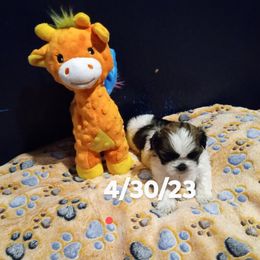 Shichon and Shih Tzu Puppies from Angie’s Teddy Bear Puppies Minnesota