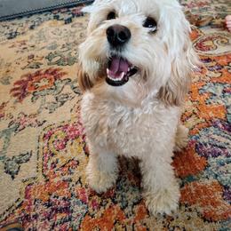 Gwynnie - Apricot female Cavapoo puppy in Mansfield, Ohio from Oasis Cavapoos