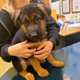 Bowzer - Black and tan male German Shepherd puppy in Troy, New York from Vom Kalte Stadt
