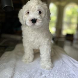 Ares - Cream male Australian Labradoodle puppy in Chuluota, Florida from Delano Australian Labradoodles