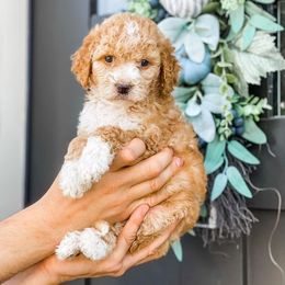 Cavapoo and Goldendoodle Puppies from Lake Cumberland Doodle Farm