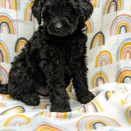Aussiedoodle, Australian Shepherd, Bernedoodle, Cockapoo, and Poodle Puppies from Sis' Doodles & Poodles