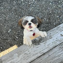Winnie - Shih Tzu