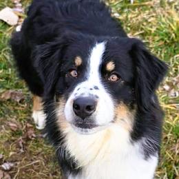 Sitka - Australian Shepherd