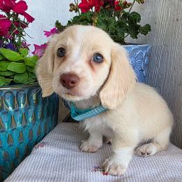Baby boy teal heart 3000 - Cream male Dachshund puppy in Lexington, Oklahoma from Long Doggy Acres Miniature Dachshunds
