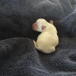 Girl Morkie 1 - White female Morkie puppy in Coats, North Carolina from Angie's Puppies
