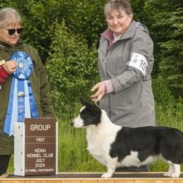 Cardigan Welsh Corgis, Golden Retrievers, and Pugs from Oryan Goldens and Pugs and Cardinal Cardigan Welsh Corgi