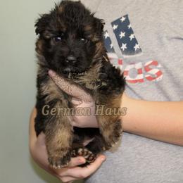 Girl 2 - Black and red female German Shepherd puppy in Mount Vernon, Missouri from German Haus German Shepherds LLC
